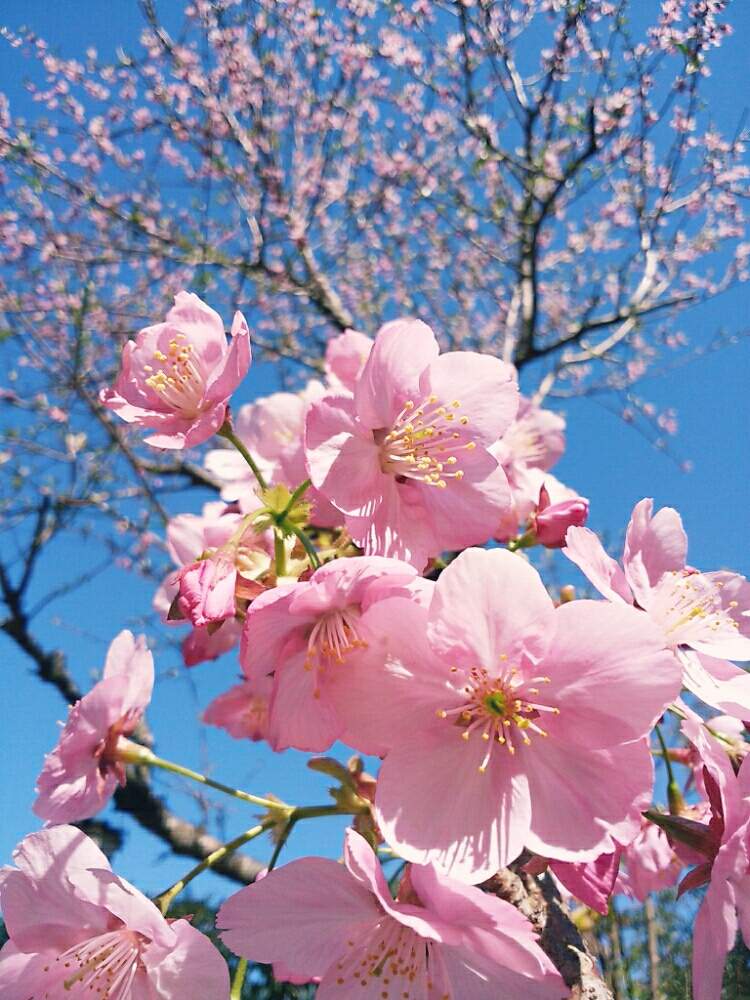 Gs日和の投稿画像 By マロさん ピンク色の花と花のある暮らしと桜さくと桜 もも ピンクと青空の下と陽光桜 月3月日 Greensnap グリーンスナップ