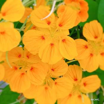 つわぶきの花の画像 by mimiさん | お出かけ先と足元の花と沖縄と春の訪れと大好きな時間とはるが来た！とつわぶきの花と暖冬と亜熱帯と花のある暮らしとベランダーと色あざやかとバルコニスト
