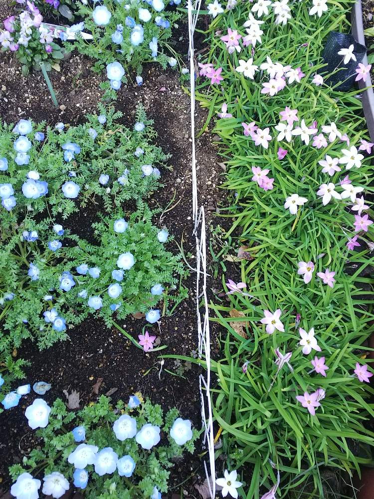 ハナニラの投稿画像 By 月見草 さん ネモフィラ 月3月日 Greensnap グリーンスナップ Greensnap グリーンスナップ
