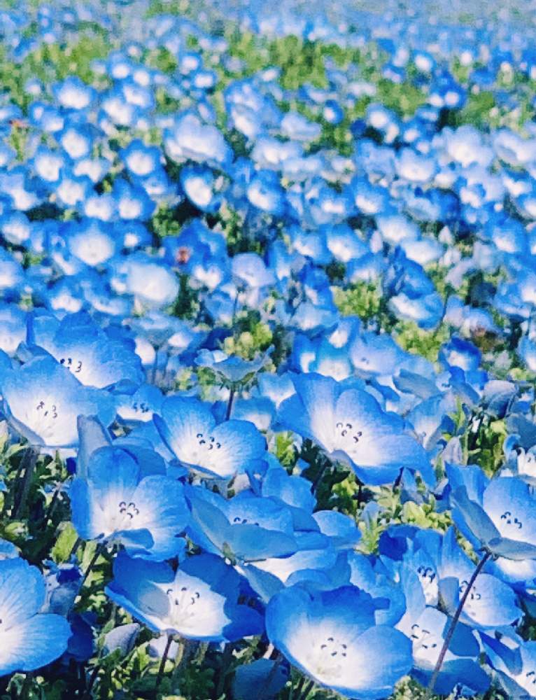 たのしみ の投稿画像 By Toshieさん 癒される と素敵な花とすてき とgs映えと青い花とネモフィラ とgsミニモニ と今日のお花と ネモフィラといやされると花は癒やし 月3月日 Greensnap グリーンスナップ