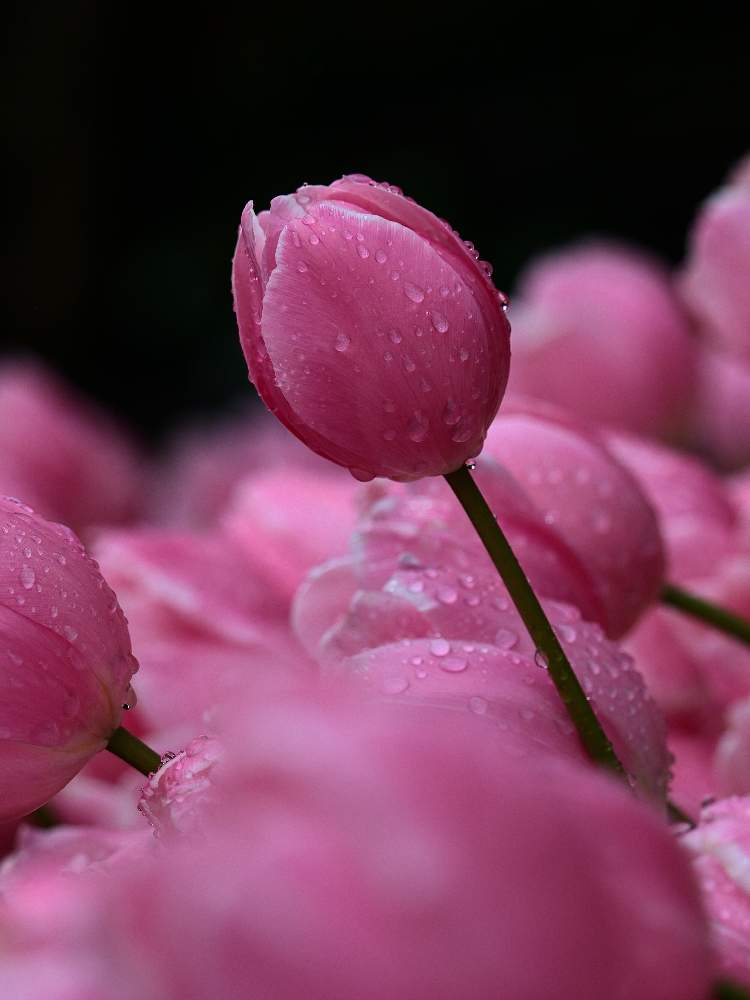 チューリップの投稿画像 By Youさん お出かけ先と雨上がりとピンク ぴんく Pinkとキラキラ とお花を楽しむとお花が好きとカラフルと水滴写真と水滴フォトと雨降りと チューリップと綺麗なお花と鮮やか とはると水滴とチューリップフォトコンと色あざやかと雨の日と