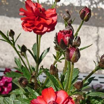 ラナンキュラス･ラックスの画像 by Momorinさん | お出かけ先と花自慢と花中毒と植中毒とラナンキュラス･ラックスと花のある暮らしと植物マニア