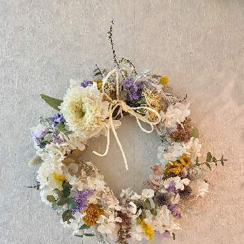 春のリースの投稿画像一覧 Greensnap グリーンスナップ