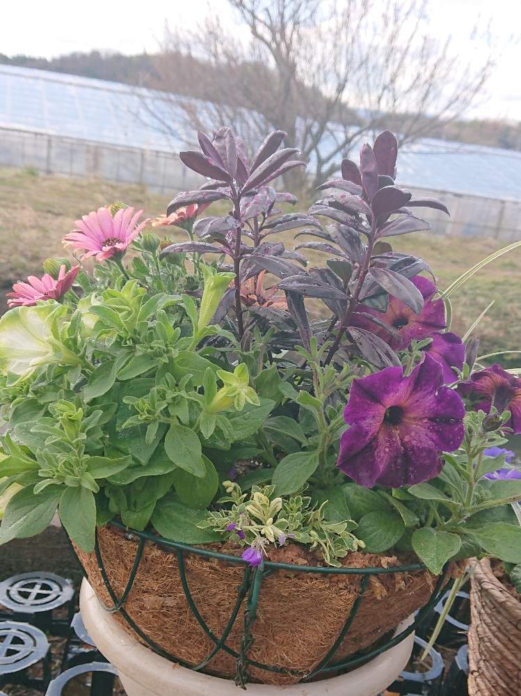 ペチュニアの投稿画像 By Pcocoさん ベロニカ グレースとオーブリエチア バリエガータ ラピスとオステイオスペルマム パティシエと寄せ植えと磐植と花のある暮らしと青い空とお花屋さん 月3月日 Greensnap グリーンスナップ