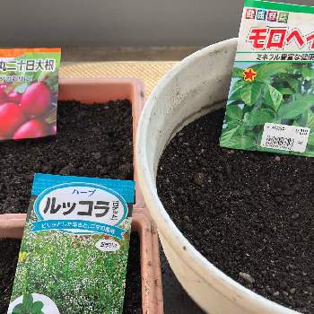 赤丸はつか大根の投稿画像一覧 Greensnap グリーンスナップ 赤丸はつか大根の投稿画像一覧 Greensnap グリーンスナップ