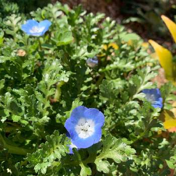 Nemophila Menziesiiの投稿画像一覧 Greensnap グリーンスナップ