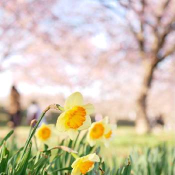 北浅羽桜堤公園の投稿画像一覧 Greensnap グリーンスナップ