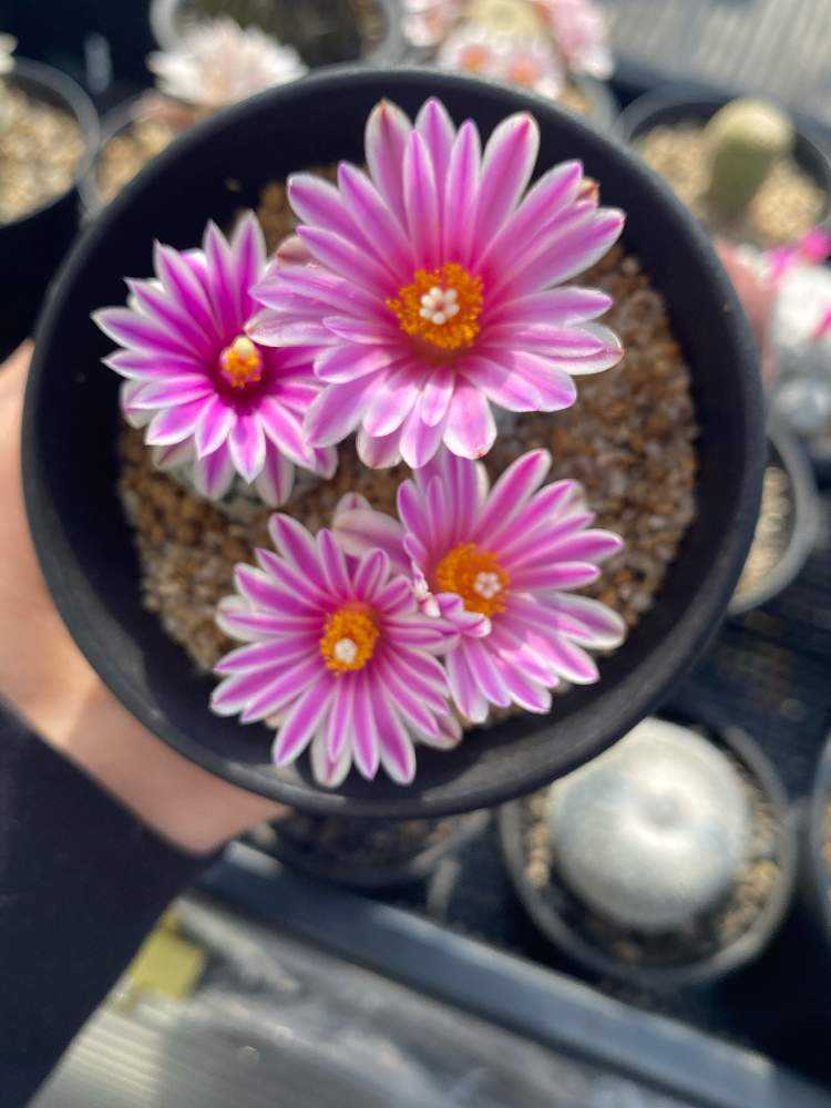 わたしとサボテンの花 2020ver｜🍀GreenSnap（グリーンスナップ）