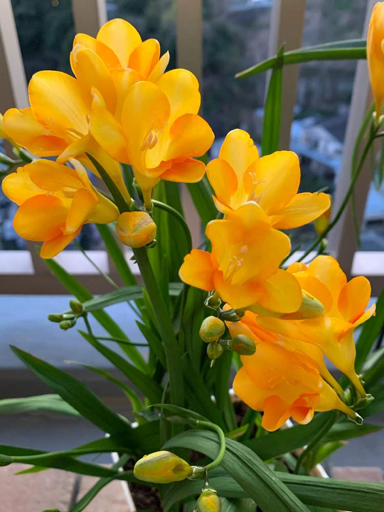 フリージアの投稿画像 By ニルスさん 秋植え球根 フォトコンテスト 月3月日 Greensnap グリーンスナップ