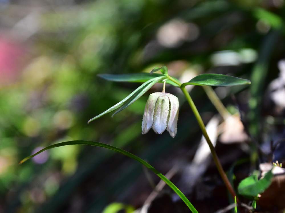 コシノコバイモの投稿画像 By Chikoやんさん 山に咲く花と大好きと春の訪れときれいと春の便りと花 のある暮らしとかわいいな とスプリングエフェメラルとわくわく楽しみと咲いた と山野草 月3月日 Greensnap グリーンスナップ