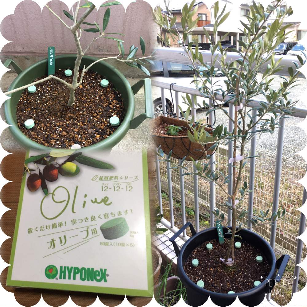 オリーブ マンザニロの投稿画像 By ちくわさん オリーブ アルベキーナ 月3月日 Greensnap グリーンスナップ