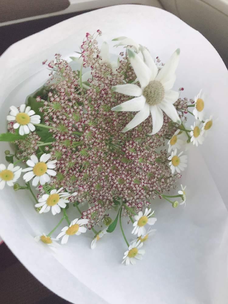 マトリカリアの投稿画像 By れいぽんさん 月3月日 Greensnap グリーンスナップ