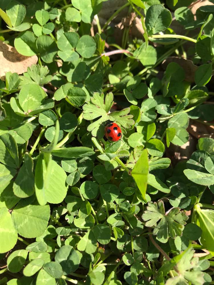 白詰草 クローバー の投稿画像 By さくももさん みつばちかだん 月3月日 Greensnap グリーンスナップ