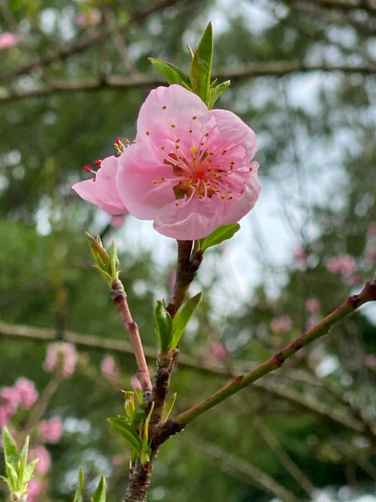 桃の花の投稿画像 By ミンティーさん ピンクの花と嬉しいと春の訪れと緑のある暮らしと大きな木と癒されると可愛いと花のある暮らしと緑のある生活と新芽 月3月21日 Greensnap グリーンスナップ