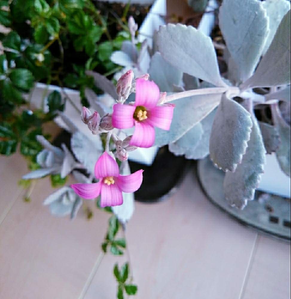 カランコエ プミラの投稿画像 By やぐるま草さん 月3月21日 Greensnap グリーンスナップ