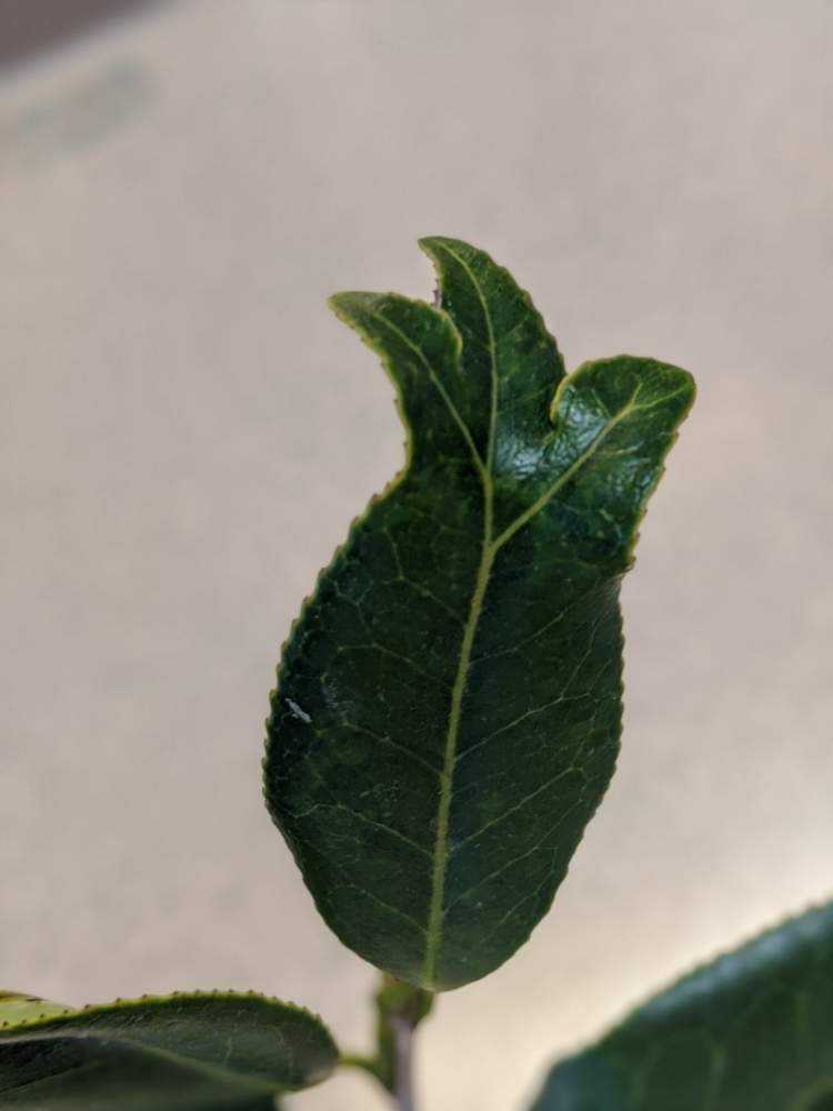 金魚葉椿の葉 Greensnap グリーンスナップ 金魚葉椿の葉 Greensnap グリーンスナップ
