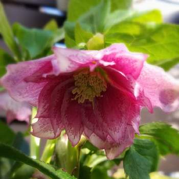 クリスマスローズダブルピンクの投稿画像一覧 Greensnap グリーンスナップ