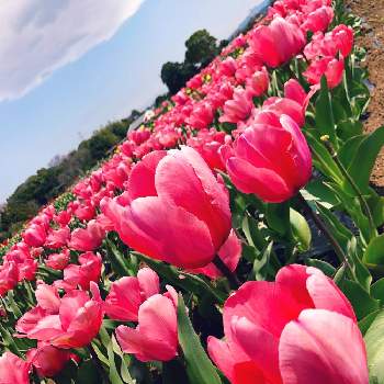 おかばる花公園の投稿画像一覧 Greensnap グリーンスナップ