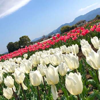 おかばる花公園の投稿画像一覧 Greensnap グリーンスナップ