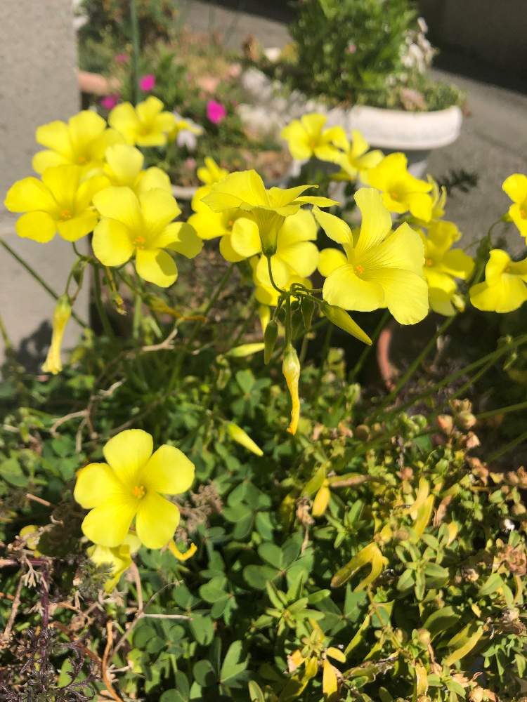 カタバミの投稿画像 By けんみんさん 花言葉 月3月21日 Greensnap グリーンスナップ