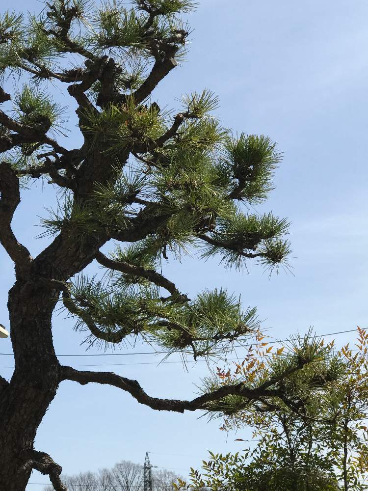 松の木の投稿画像 By たーこさん なんてんと今日もありがとう とおひさま大好きとじっと観察と暮らしと植物といいえだぶりとわ い 月3月21日 Greensnap グリーンスナップ