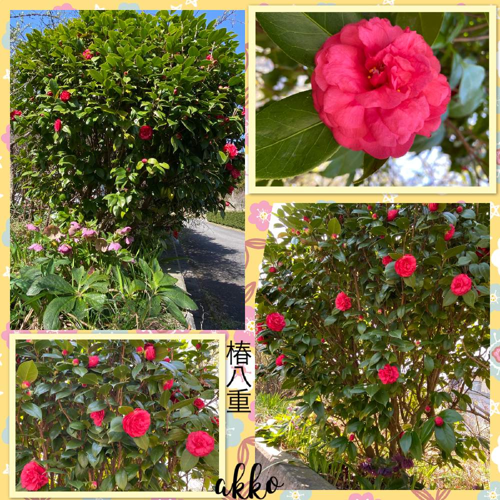 クリスマスローズ赤の投稿画像 By ひみつのアッコちゃんさん クリスマスローズ 黒と花のある暮らしと花畑 月3月21日 Greensnap グリーンスナップ