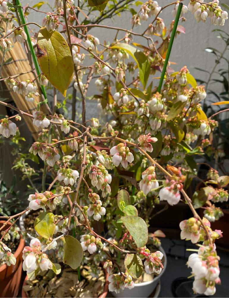 ブルーベリーの投稿画像 By りんりんさん ブルーベリー栽培とブルーベリーの花と鉢植えとgreensnapmarcheと花のある暮らしとgreen Up と鉢植えブルーベリー 月3月21日 Greensnap グリーンスナップ