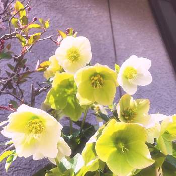 みどりの花の画像 by のほほんさん | 玄関ときみどり色の花とみどりの花と クリスマスローズと花のある暮らしと白い花
