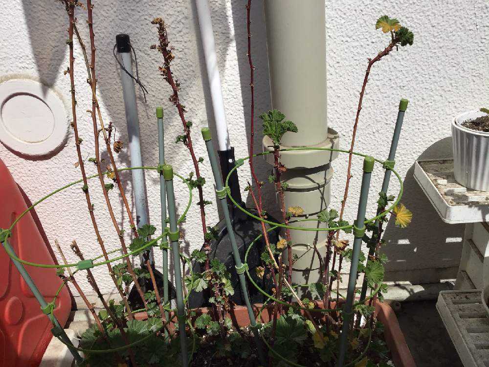 Amazonで購入したゼラニウムの種でゼニアオイ が咲きました Greensnap グリーンスナップ