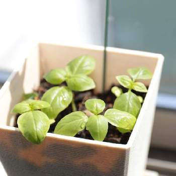 バジルの投稿画像一覧 Greensnap グリーンスナップ