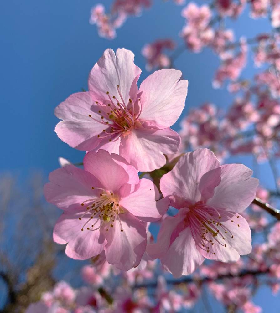 桜 サクラ さくらの投稿画像 By Mさん 桜フォトコン 月3月21日 Greensnap グリーンスナップ 桜 サクラ さくらの投稿画像 By Mさん 桜フォトコン 月3月21日 Greensnap グリーンスナップ