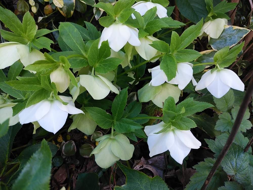 クリスマスローズの投稿画像 By 96さん ヘレボルス クリスマスローズと育てやすいとホワイトと多年草と毎年咲く 月3月21日 Greensnap グリーンスナップ