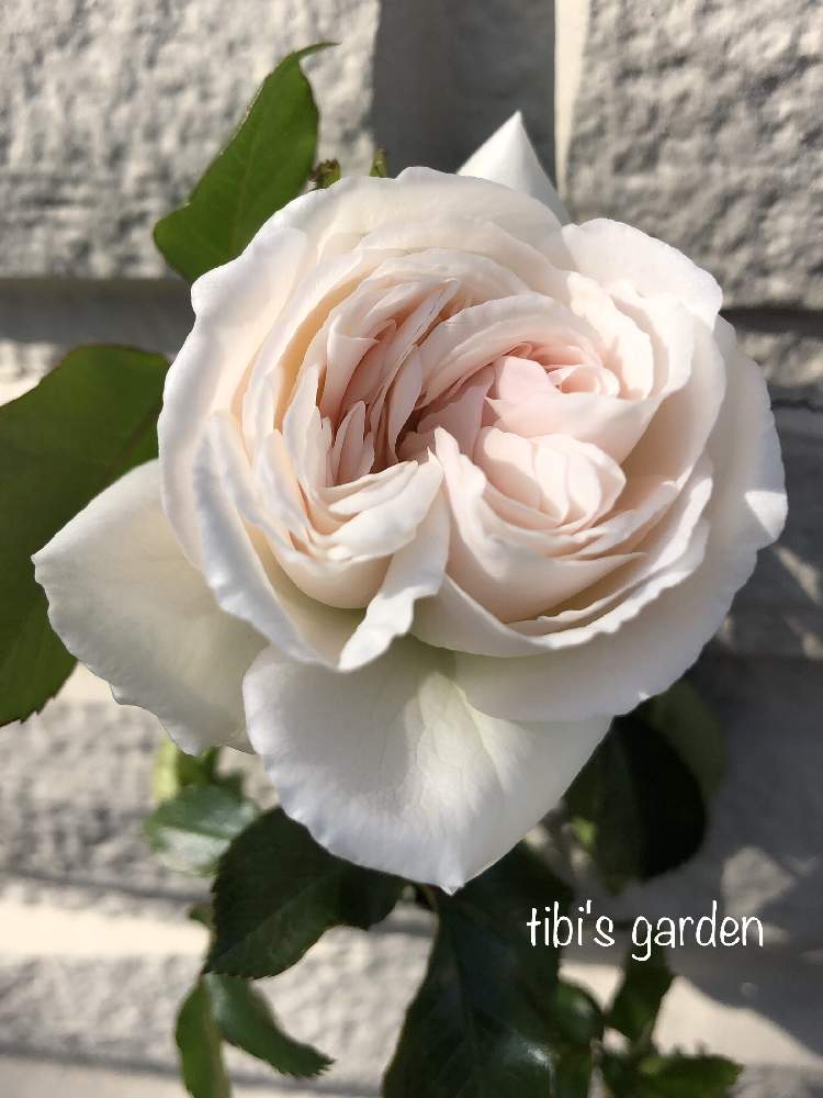 バラの投稿画像 By Tibiさん つるバラ とつるアイスバーグと白い植物フォトコンと薔薇愛同盟とつるアイスバーグバラと花のある暮らしと咲いた と八重咲き大好き 月3月21日 Greensnap グリーンスナップ