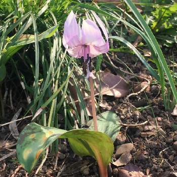 野山の花木の投稿画像一覧 Greensnap グリーンスナップ