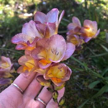 フリージャーの投稿画像一覧 Greensnap グリーンスナップ