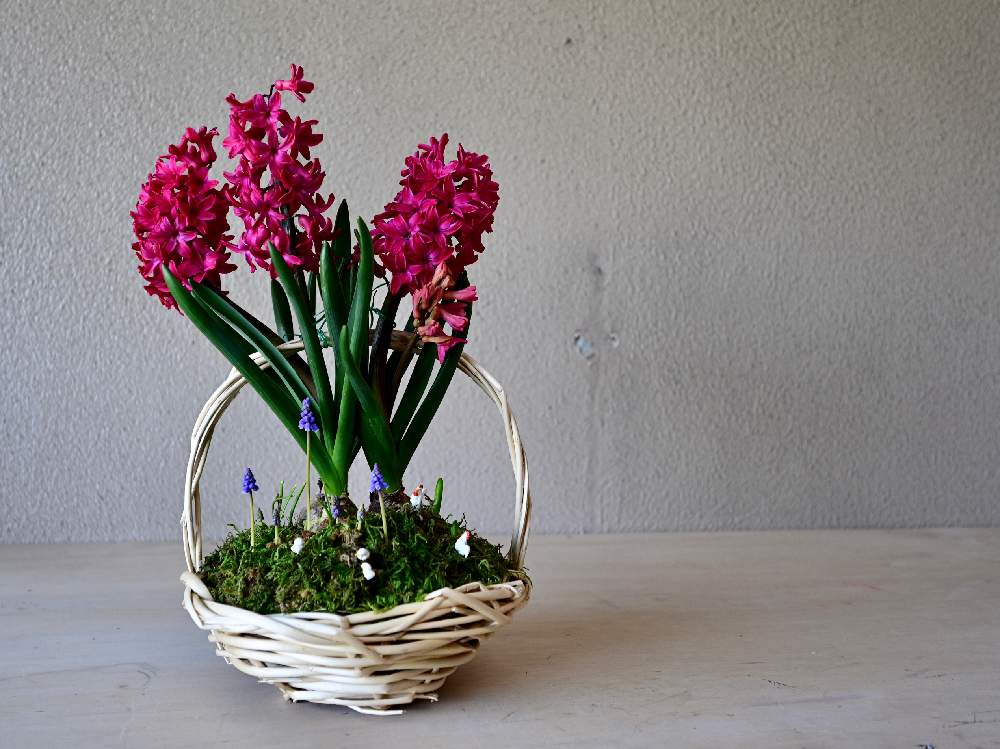 ヒヤシンスの投稿画像 By Unjaさん ムスカリと寄せ植えと今日の一枚と花のある暮らしと緑のある暮らし 月3月21日 Greensnap グリーンスナップ