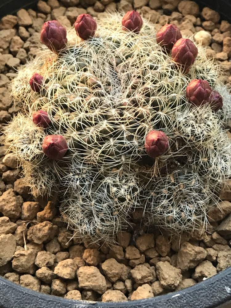 サボテン女子の投稿画像 By ｎｏａさん サボテン生活とクリスパタ サボテンとサボテンの花の蕾とサボテン大好き倶楽部と花のある暮らしとサボテンの花と サボテン スルコレブチア属 月3月21日 Greensnap グリーンスナップ