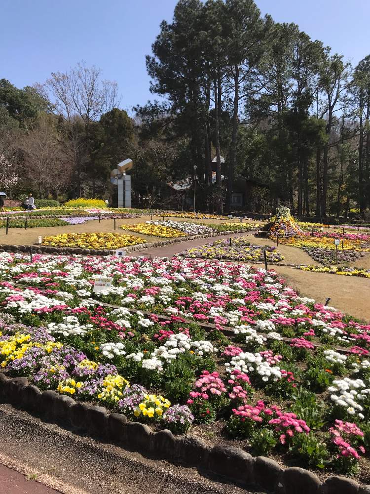 大阪府立花の文化園 年3月 Greensnap グリーンスナップ