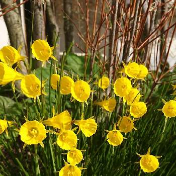 ゴールデンベルの画像 by さくらさん | ゴールデンベルと遠回りと植物好きとはると黄色の花と癒し…♡と帰り道