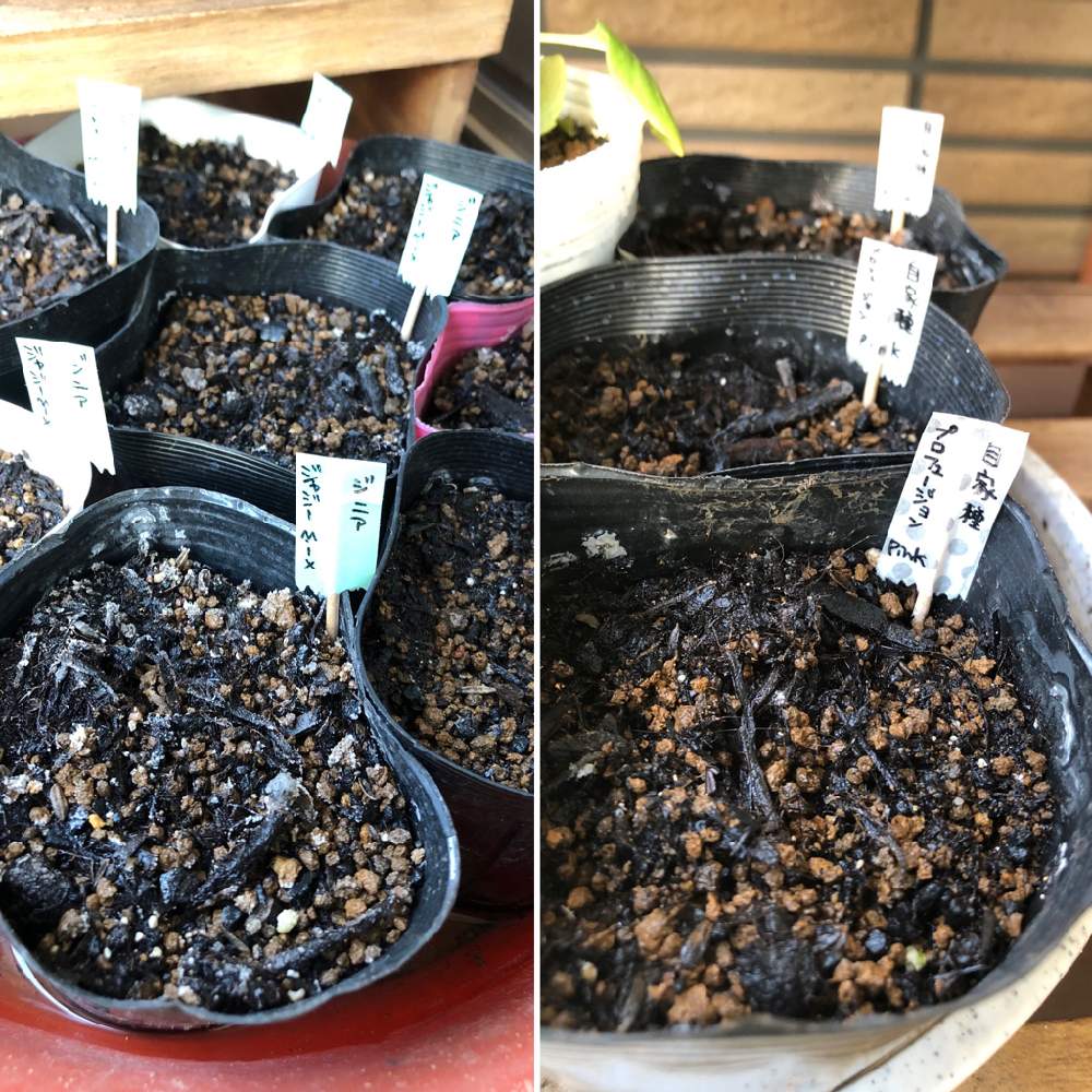 ジニアプロフュージョンの投稿画像 By M N Coさん ジニア ジャジーと自家採種ジニアと種からと花のある暮らしと自家採種とたねからの幸せと百日草 ジャジーミックスとテラスと種からと花のある暮らしと自家採種とたねからの幸せ 月3月21日 Greensnap グリーン