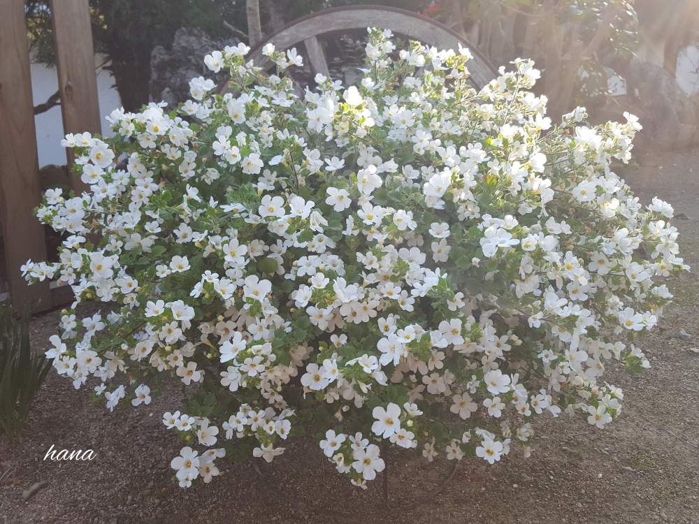 バコパの投稿画像 By はなさん 成長記録と花のある暮らしと白い植物フォトコン 月3月21日 Greensnap グリーンスナップ