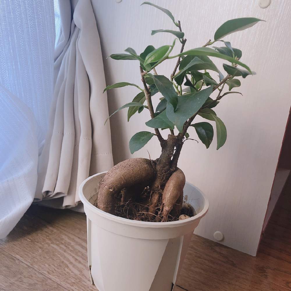 かじゅまるの投稿画像 By まなみんさん 窓辺 月3月21日 Greensnap グリーンスナップ Greensnap グリーンスナップ