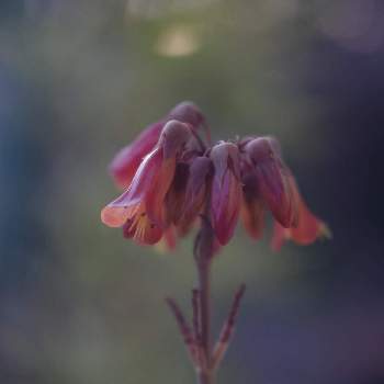 不死鳥の花の投稿画像一覧 Greensnap グリーンスナップ