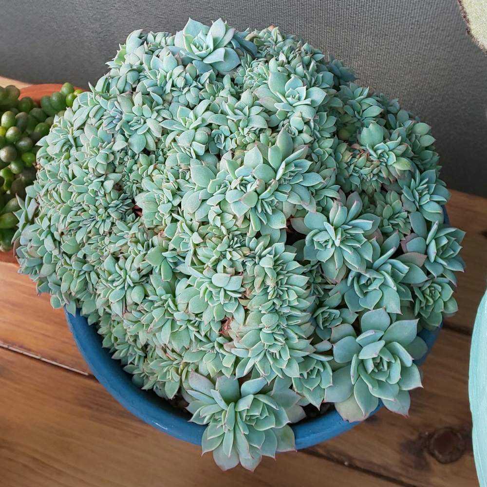 032 セクンダ綴化 の生長記録 21 03 31更新 Greensnap グリーンスナップ