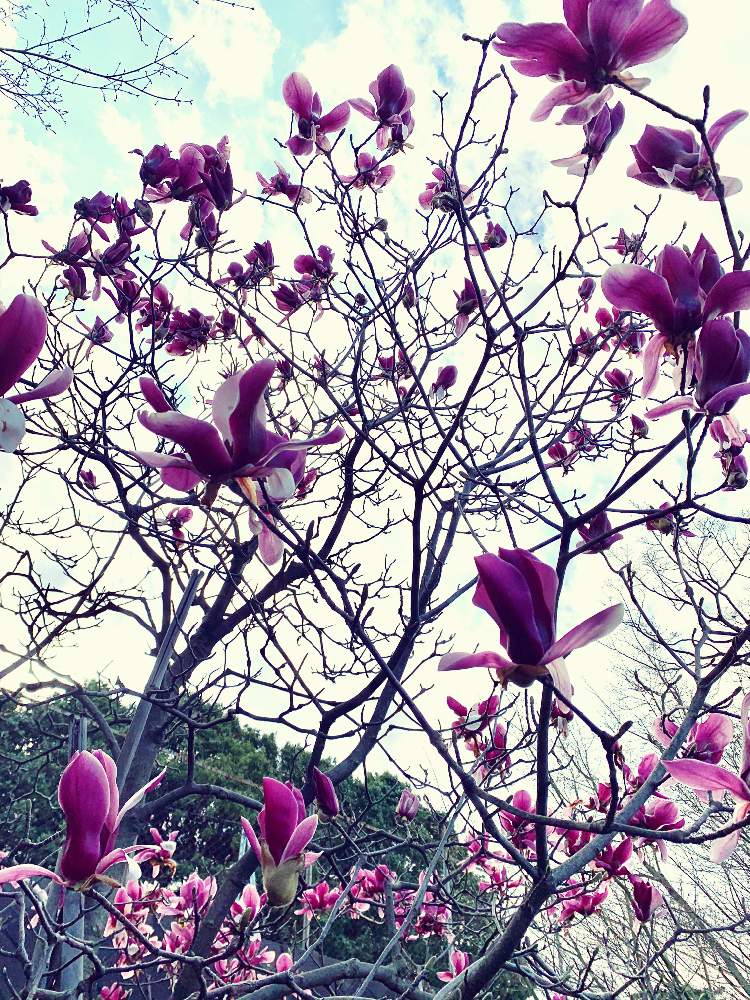 もくれんの投稿画像 By めそさん 紫木蓮 月3月21日 Greensnap グリーンスナップ Greensnap グリーンスナップ