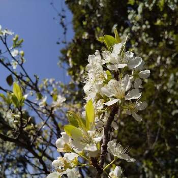 すももの花の投稿画像一覧 Greensnap グリーンスナップ