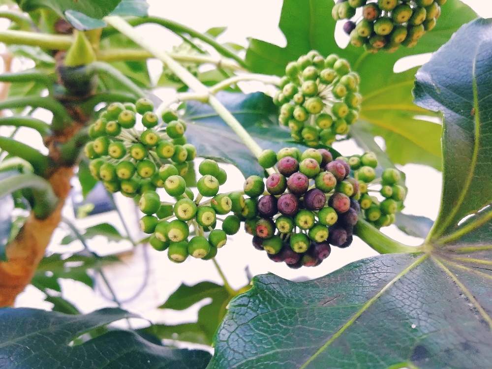 ヤツデの実の投稿画像 By こぼれだね くんさん お隣さんの花とボタニカルライフとお気に入りと癒しと花に癒されと花のある暮らしとグリーン 月3月21日 Greensnap グリーンスナップ