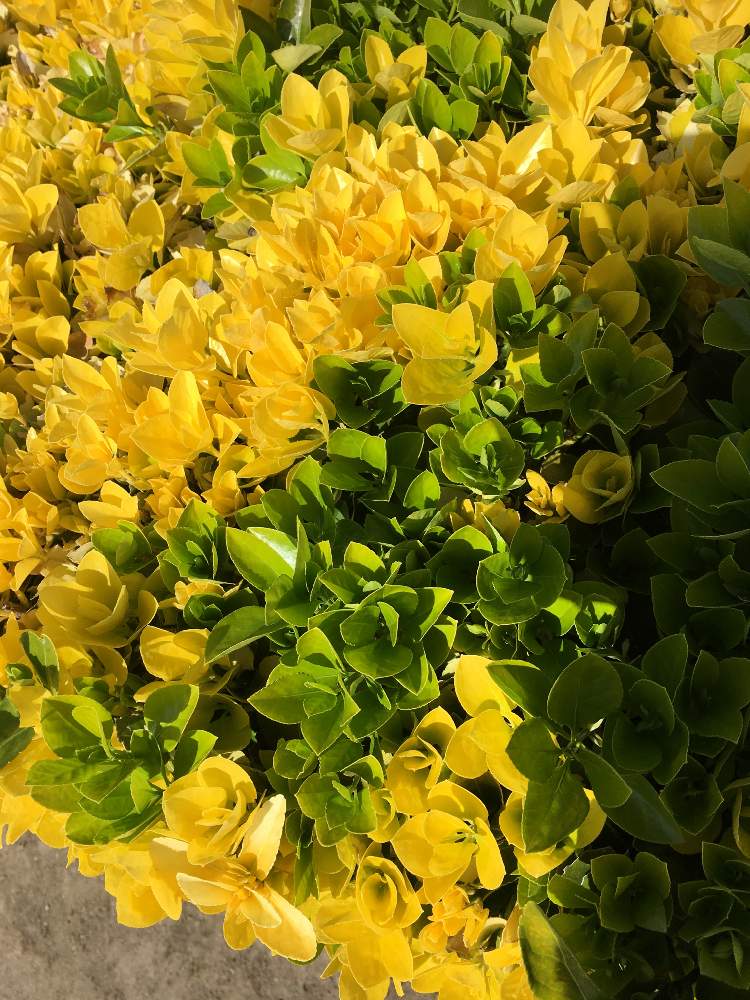 黄色い葉の投稿画像 By Shu Shuさん 月3月21日 Greensnap グリーンスナップ