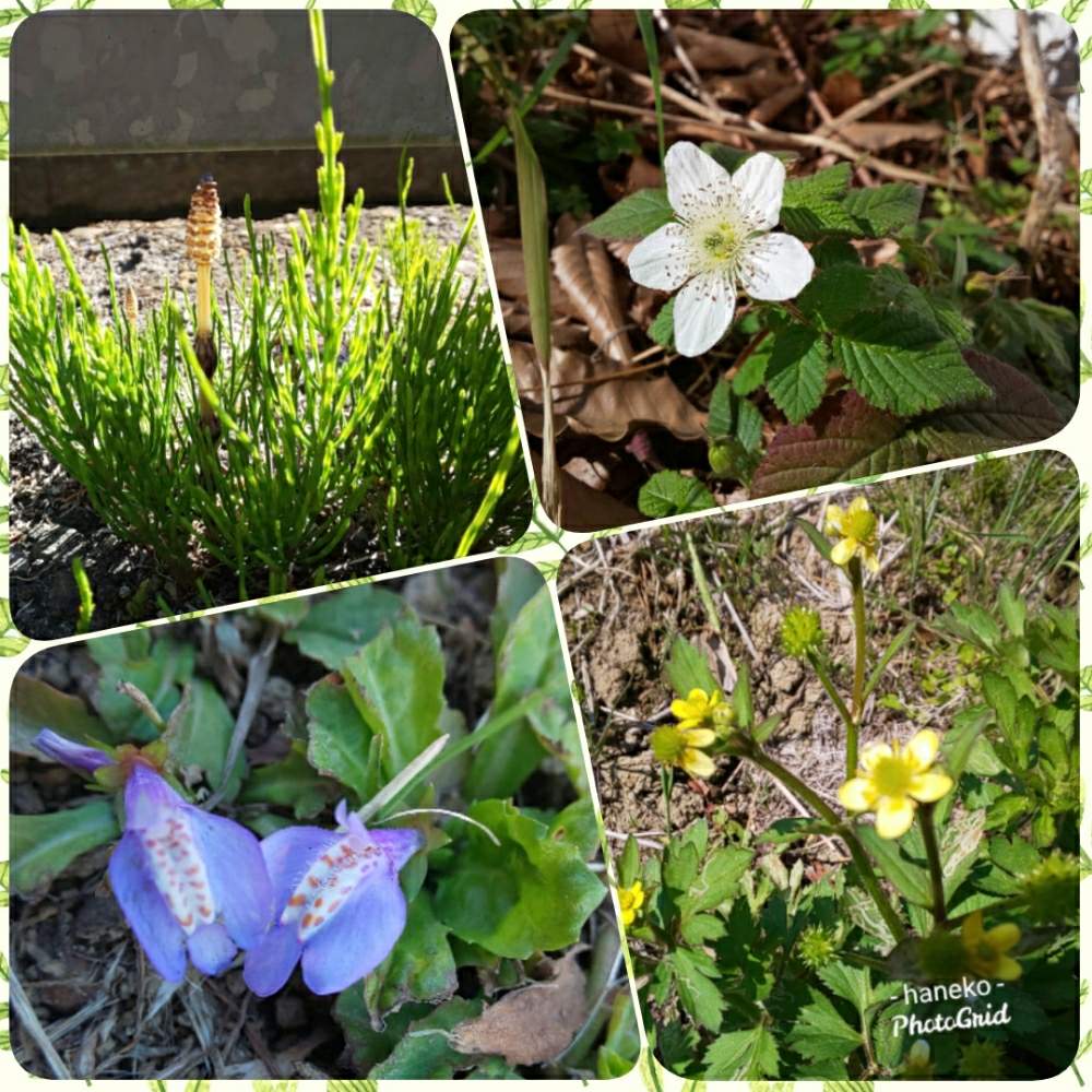クサイチゴの投稿画像 By はねこさん ケキツネノボタンとムラサキゴケとつくし すぎなとちいさな花と野の花とお散歩にてとチームyellowと花のある暮らしと可愛いらしいお花とチーム紫としろいはなと野の花も大好き 月3月21日 Greensnap グリーンスナップ