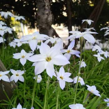 星形の花の画像 by ひらりんさん | 広い庭とハナニラと花のある暮らしと手間要らずと福岡市と星形の花